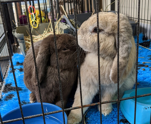 Two rabbits from Rabbit Run-Away Orphanage.